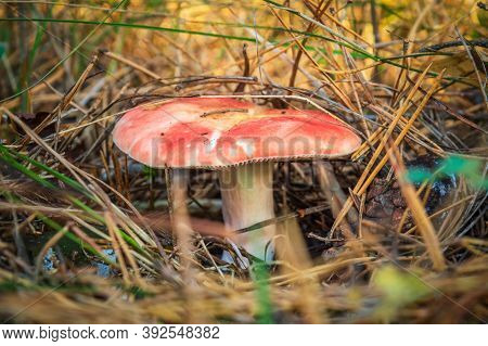 Single Wild Mushroom In The Forest In Clearing Between Pine Needles Closeup