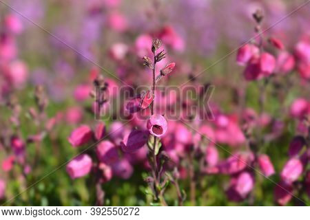 St Dabeocs Heath Pink Flowers - Latin Name - Daboecia Cantabrica
