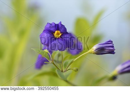 Blue Potato Bush Flowers - Latin Name - Lycianthes Rantonnetii (solanum Rantonetti)