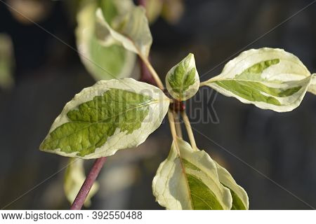 Wedding Cake Tree Leaves - Latin Name - Cornus Controversa Variegata