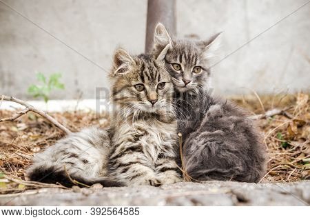 Two Mongrel Kittens Cuddle Together To Warm Up Outside On An Autumn Day