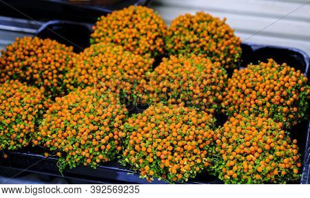 Nertera Granadensis Plant At Floral Market For Sale