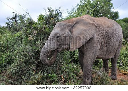 Elefant Essen aus den Büschen