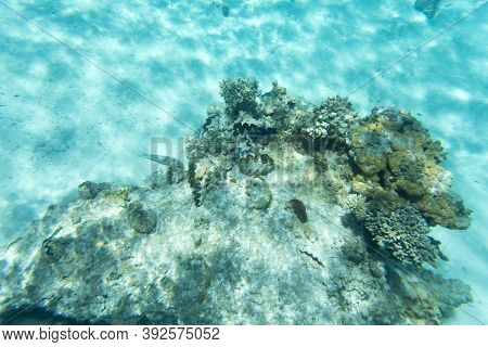 The Wonderful Sea Life Of New Caledonia