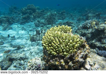 View Of The Amazing Sea Life Of New Caledonia