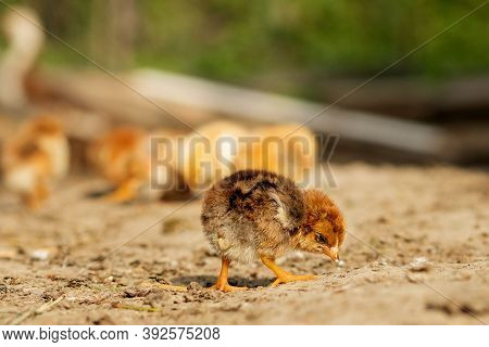 Portrait Of Easter Little Fluffy Chickens Walking In The Yard On The Farm Yard On A Sunny Spring Day