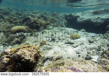 View Of The Amazing Sea Life