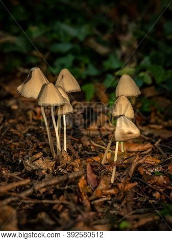 Psathyrella Mushrooms In A Woodland At Golden Hour