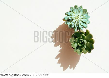 Succulent Plant With Shadow Overlay Over Nautral Ecru Background, Top View Tropical Scene