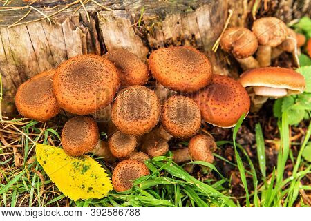 Edible Forest Mushroom - Armillaria Mellea Commonly Known As Honey Fungus. Mushroom Picking. A Basid