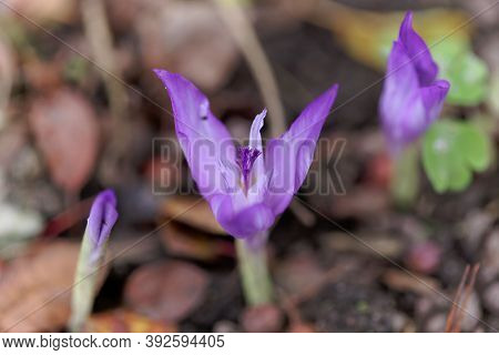 Flower Of The Fall Crocus Crocus Banaticus