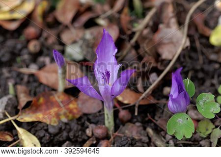 Flower Of The Fall Crocus Crocus Banaticus