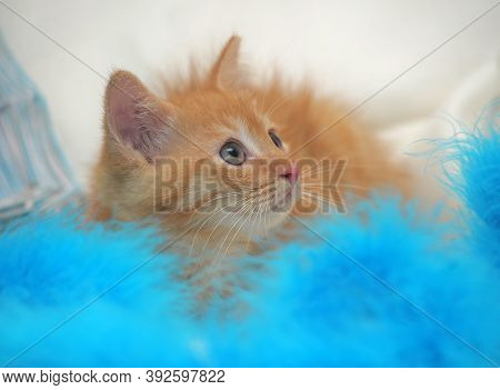 Fluffy Ginger Kitten In Cattery
