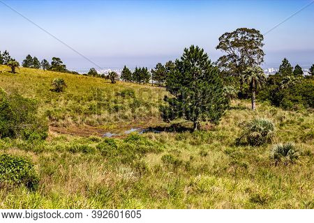 Vegetation And Porto Alegre Cityview From Morro Santana