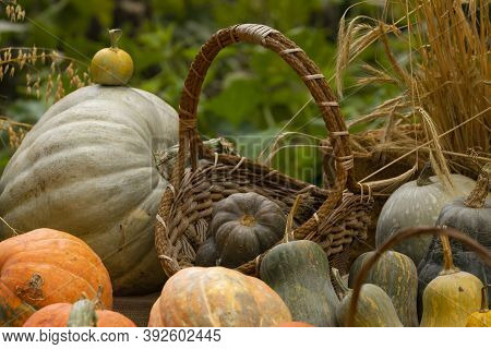 Collection Of Huge Pumpkins, Of All Shapes, Colors And Sizes, Exhibited In Baskets Or On The Ground,