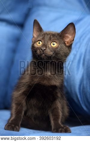 Cute Black Kitten On A Blue Background