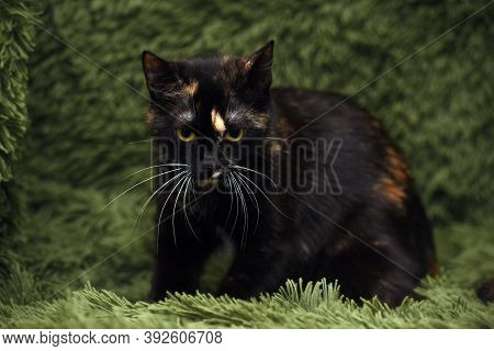 Black With Red And White Cat On A Green Background