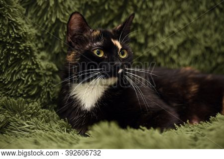 Black With Red And White Cat On A Green Background