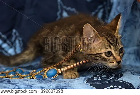 Cute Brown Striped Kitten On A Blue Background With A Beads On His Neck