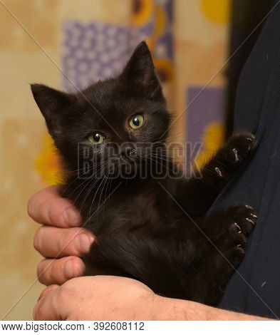 Black Little Kitten In  Arms Close Up