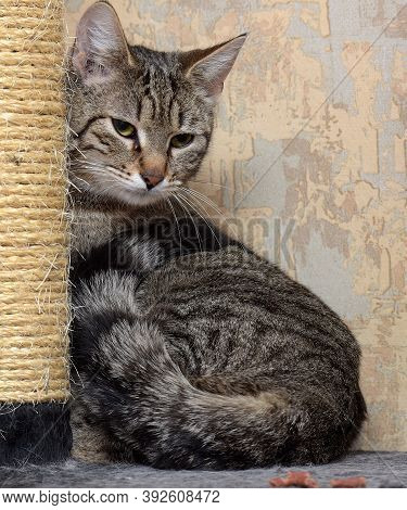 Tabby Cat Next To Clawfish Close Up