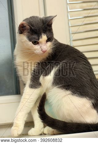 Gray And White Shorthair Cat With Green Belly After Sterilization