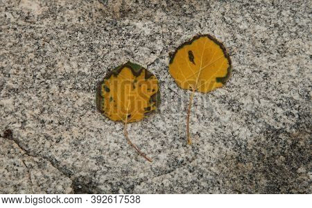 Quaking Aspen (populus Tremuloides) Yellow Leaves On A Rock In Beartooth Mountains, Montana