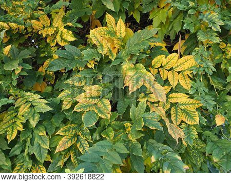 Leaves Of Wisteria Also Known As Wistaria Or Wysteria Plant