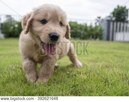 Close-up A Cute Puppy Running On The Grass In The Yard And Looking Outside. A Lovely Golden Retrieve