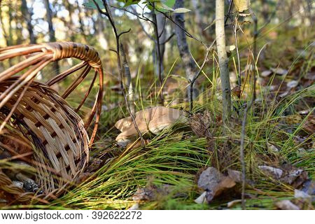 Found Huge Hats Of Mushrooms Boletus Bump Over The Grass And Lying On The Left Wicker Basket.