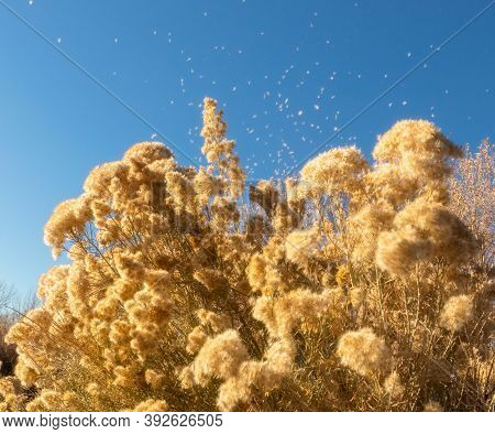 Dry Autumn Chamisa In Front Of The Blue Sky In Colorado On A Sunny October Day
