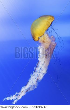 Orange Jellyfish (chrysaora Fuscescens Or Pacific Sea Nettle) In Blue Ocean Water