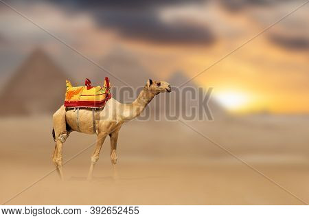 Camels With The Pyramids Of Gizeh, Egypt