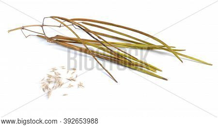 Catalpa, Commonly Called Catalpa Or Catawba. Pods Isolated On White