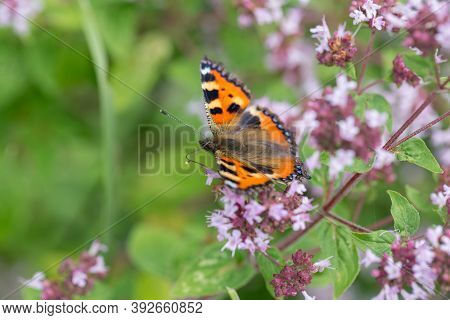 Purple Flowers Of Origanum Vulgare Or Common Oregano, Wild Marjoram. Sunny Day