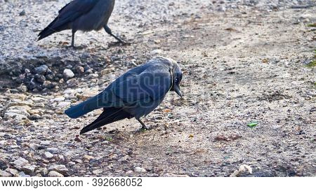 The Western Jackdaw Coloeus Monedula, Also Known As The Eurasian Jackdaw. Color Nature