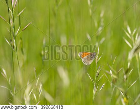 Small Heath (coenonympha Pamphilus) Butterfly On Grass Blade, Green Meadow Background