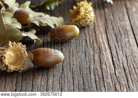 Acorns On Wooden Table, Studio Shot Ripe Oak Fruit With Branch, Alternative Medicine (fagaceae)