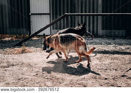 Two German Shepherds Of Black And Black Red Color Play And Run On The Sand On The Dog Playground. Ke