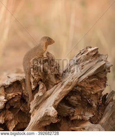 Common Dwarf Mongoose lkiving in a termite mound