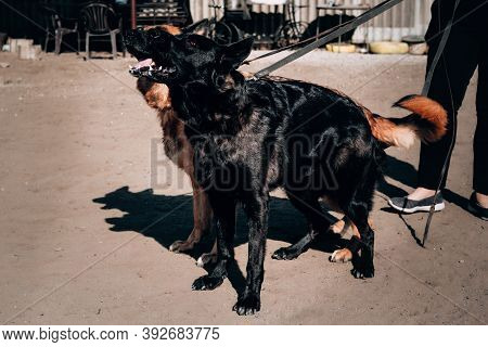 German Shepherd Kennel, High-quality Breeding Of Thoroughbred Working Dogs. Two Charming Female Germ