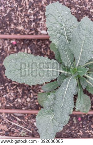 Leafy Dinosaur Kale Plant With Water Drops And Irrigation System At Backyard Garden In Texas, Usa