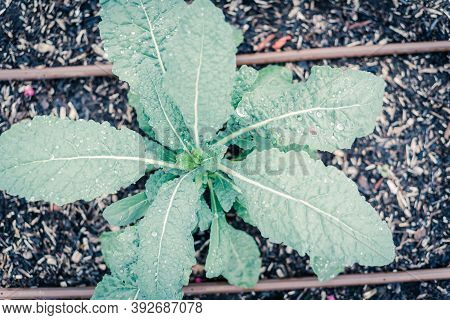 Filtered Image Leafy Dino Kale Plant With Water Drops And Irrigation System At Backyard Garden In Te