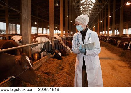 Portrait Of Young Female Veterinarian Wearing Mask And Lab Coat Examining Cows At Dairy Farm, Copy S
