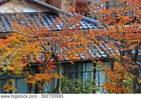 Autumn Colors In Residential District Of Kyoto, Japan. Generic Japanese Homes And Maple Tree Autumn 