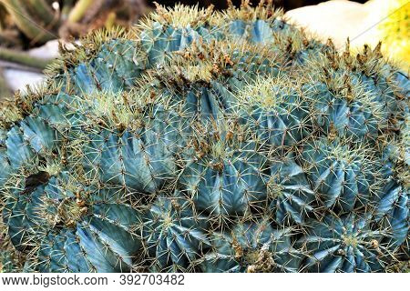 Beautiful Hamatocactus Setispinus Cactus Plant In The Garden