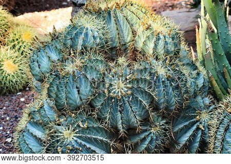 Beautiful Hamatocactus Setispinus Cactus Plant In The Garden