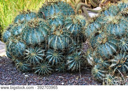 Beautiful Hamatocactus Setispinus Cactus Plant In The Garden