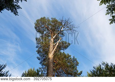 Lonely Dry Tree Against The Blue Sky