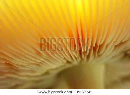 Mushrooma lumineux
